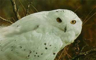 brenders_-_amber_gaze_snowy_owl.jpg