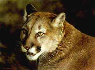 brenders_-_close_up_-_cougar.jpg