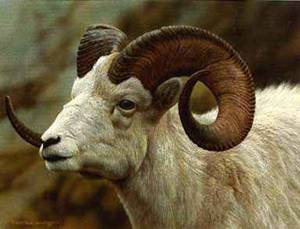 brenders_-_dall_sheep_portrait.jpg