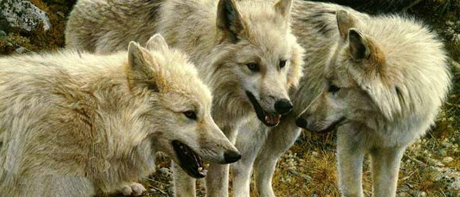 brenders_-_tundra_summit-arctic_wolves.jpg