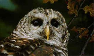 brenders_-_up_close_-_barred_owl_h.jpg