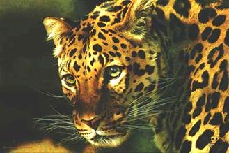 brenders-east-of-the-sun-chinese-leopard.jpg