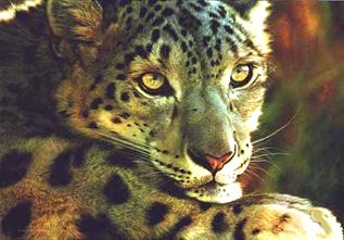 brenders-west-of-the-moon-snow-leopard.jpg