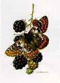brenders_-_butterfly_collection_the_-_the_collectors_group_-_cynthias_fritillary.jpg