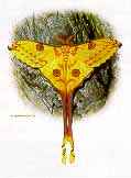 http://www.galleryone.com/images/brenders/brenders_-_butterfly_collection_the_-_the_collectors_group_-_madagascar_moon_moth.JPG