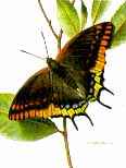 http://www.galleryone.com/images/brenders/brenders_-_butterfly_collection_the_-_the_collectors_group_-_two-tailed_pasha.JPG