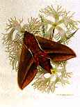 http://www.galleryone.com/images/brenders/brenders_-_butterfly_collection_the_-_the_european_group_-_elephant_hawk_moth.JPG