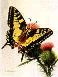 http://www.galleryone.com/images/brenders/brenders_-_butterfly_collection_the_-_the_european_group_-_machaon_swallowtail.JPG