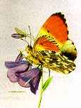 http://www.galleryone.com/images/brenders/brenders_-_butterfly_collection_the_-_the_european_group_-_orange-tip.JPG
