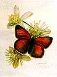 http://www.galleryone.com/images/brenders/brenders_-_butterfly_collection_the_-_the_european_group_-_purple-edged_copper.JPG