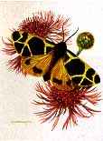 http://www.galleryone.com/images/brenders/brenders_-_butterfly_collection_the_-_the_european_group_-_yellow_tiger_moth.JPG
