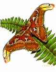 http://www.galleryone.com/images/brenders/brenders_-_butterfly_collection_the_-_the_exotic_group_-_atlas_moth.JPG