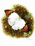 http://www.galleryone.com/images/brenders/brenders_-_butterfly_collection_the_-_the_exotic_group_-_great_orange-tip.JPG