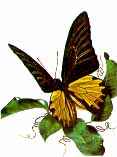 http://www.galleryone.com/images/brenders/brenders_-_butterfly_collection_the_-_the_exotic_group_-_pratts_birdwing.JPG