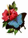 http://www.galleryone.com/images/brenders/brenders_-_butterfly_collection_the_-_the_exotic_group_-_ulysses_butterfly.JPG